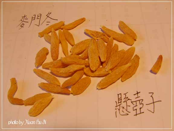 麥門冬的地下莖.jpg