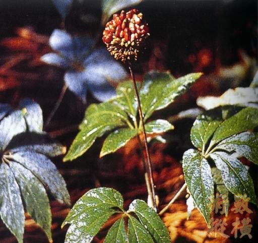 sanqi-1.jpg