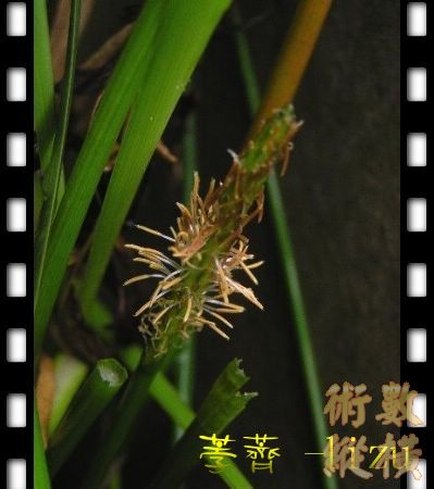 荸薺4.jpg