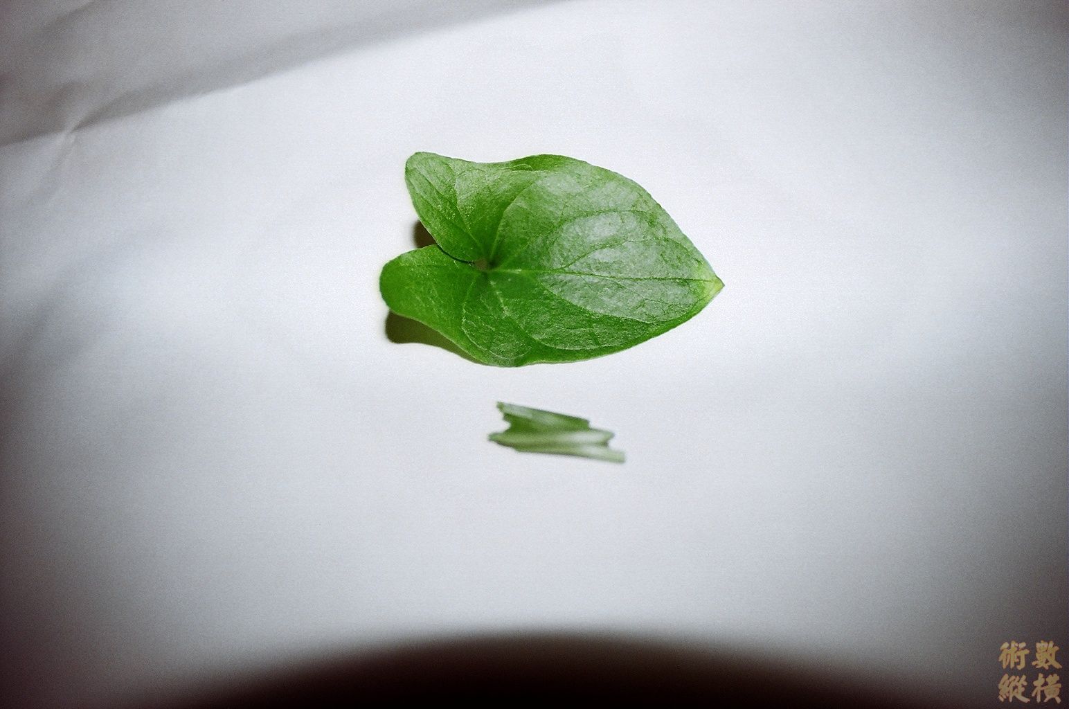犁頭草食用法