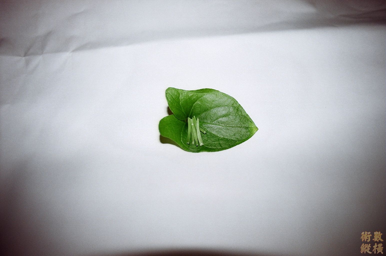 犁頭草食用法