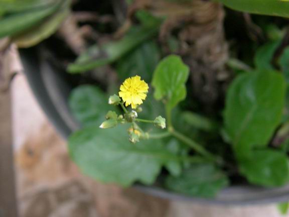 黃鵪菜1.JPG