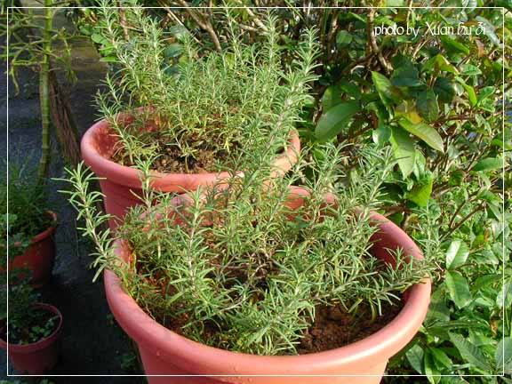學安︹rosmarinus officinalis.jpg