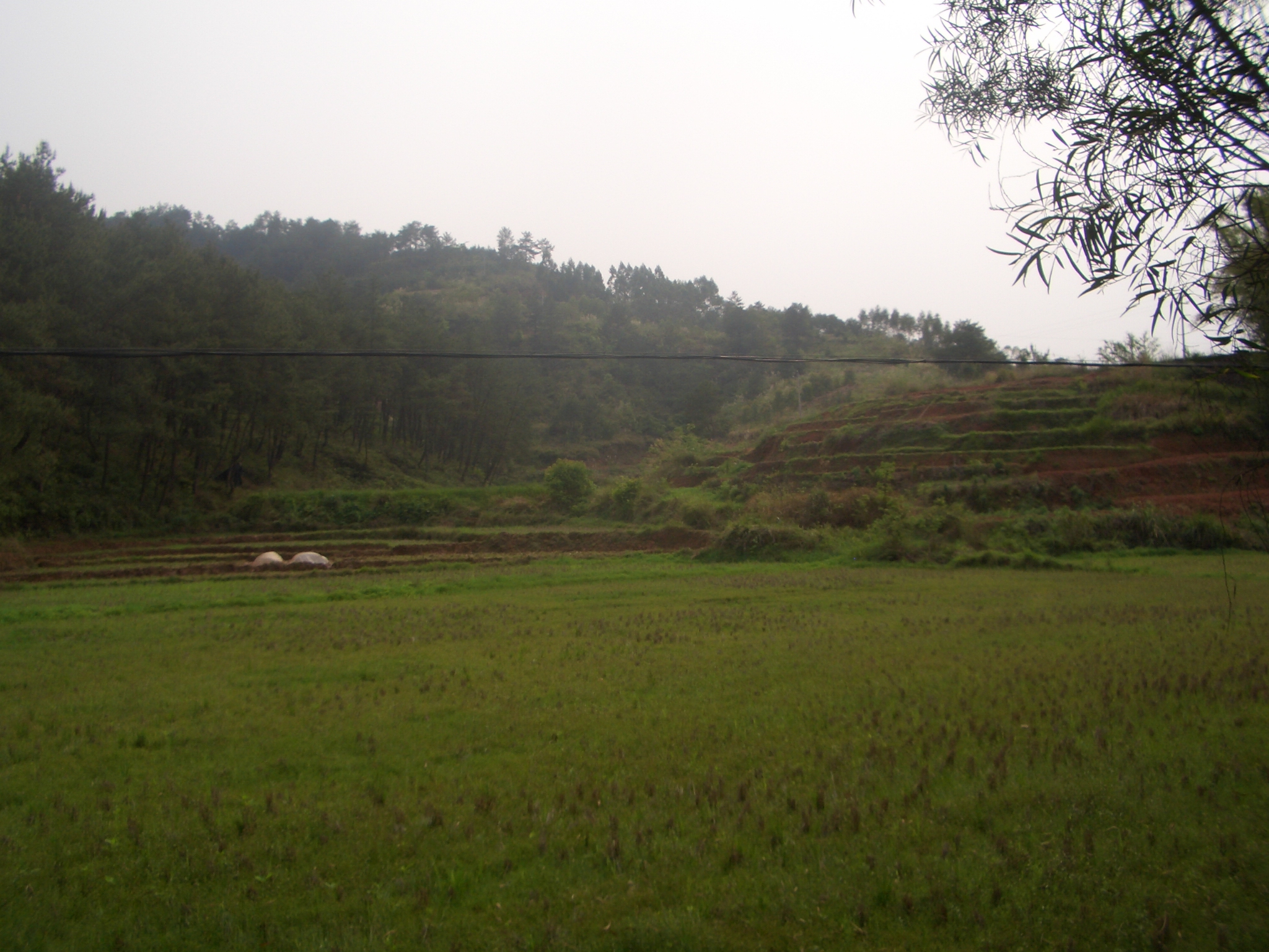 从山下看来龙，蛇样弯曲生动