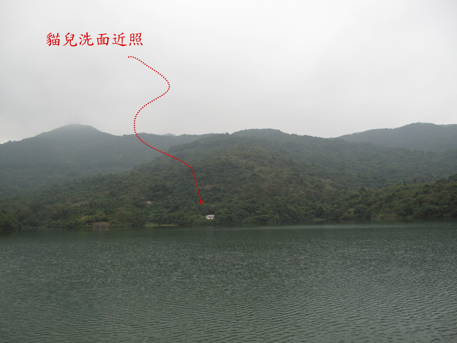 貓兒洗面近照