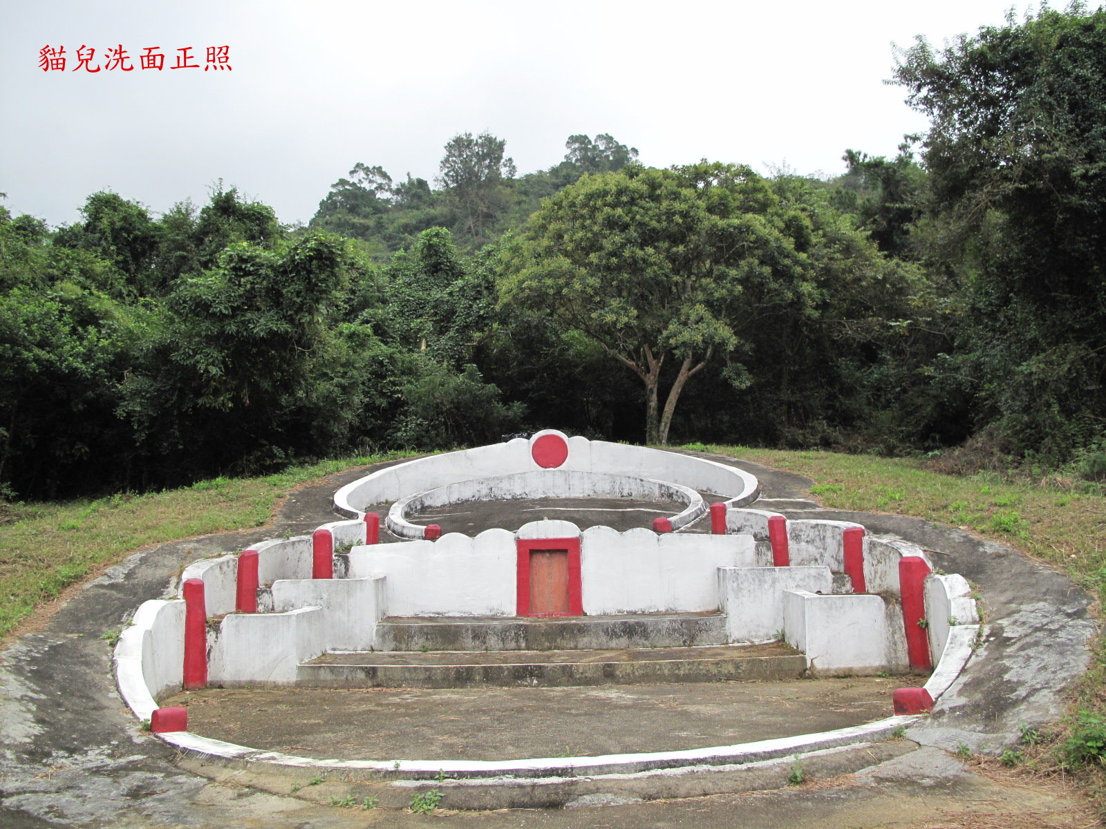 貓兒洗面正照