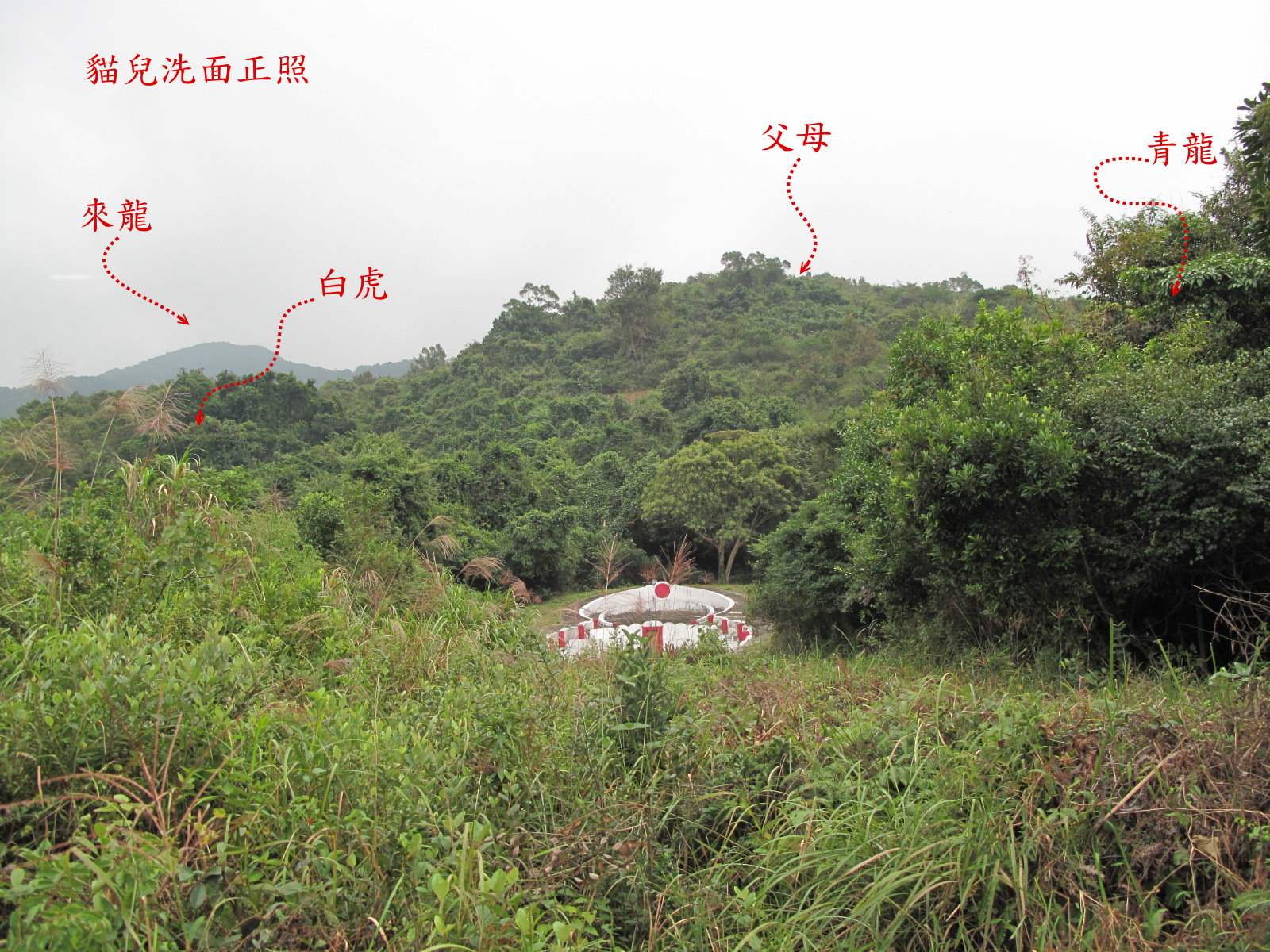 貓兒洗面正照