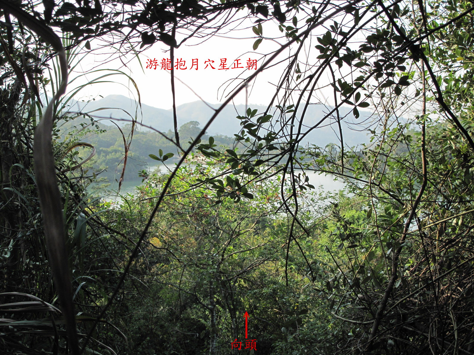 游龍抱月正朝