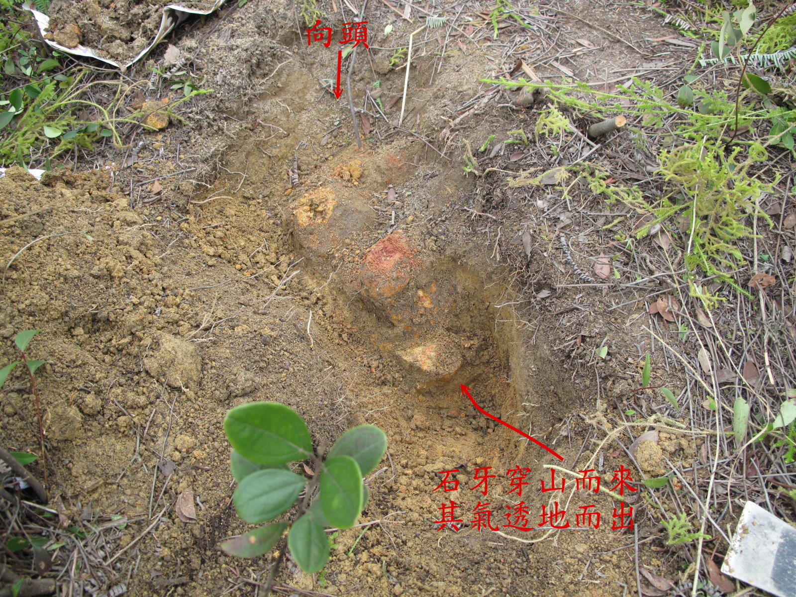 石牙穿山而來，故真氣透地而出。