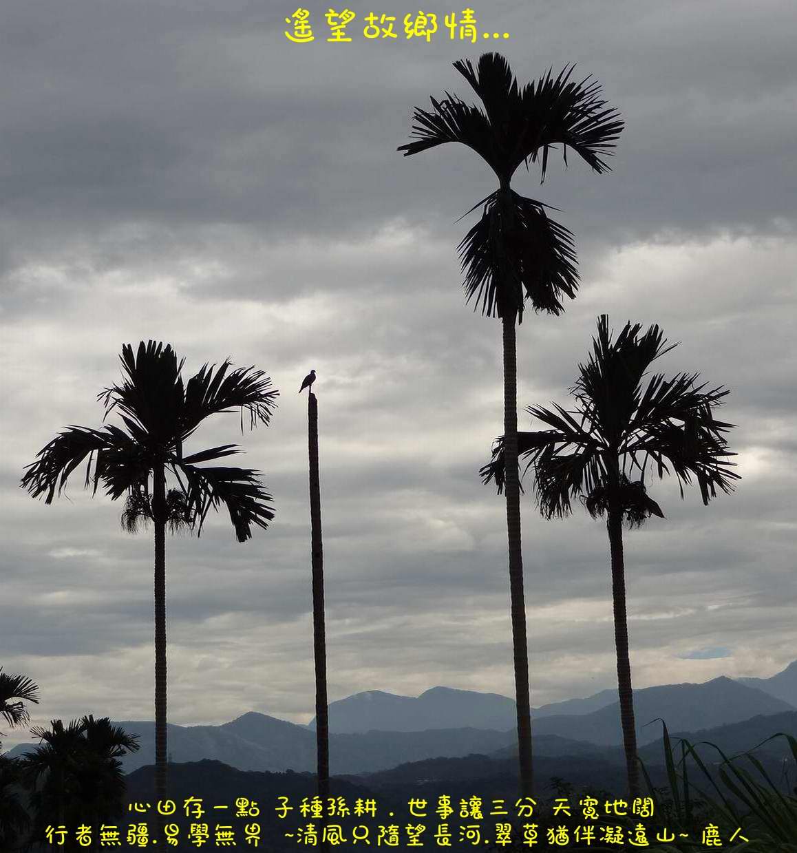 0老鹿遙望故鄉_886.JPG