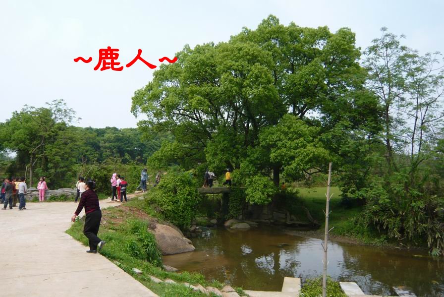 10回頭看大樹下的小橋流水(水口處).JPG