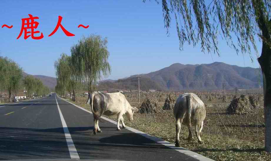 14好壯是牛還是馬.JPG