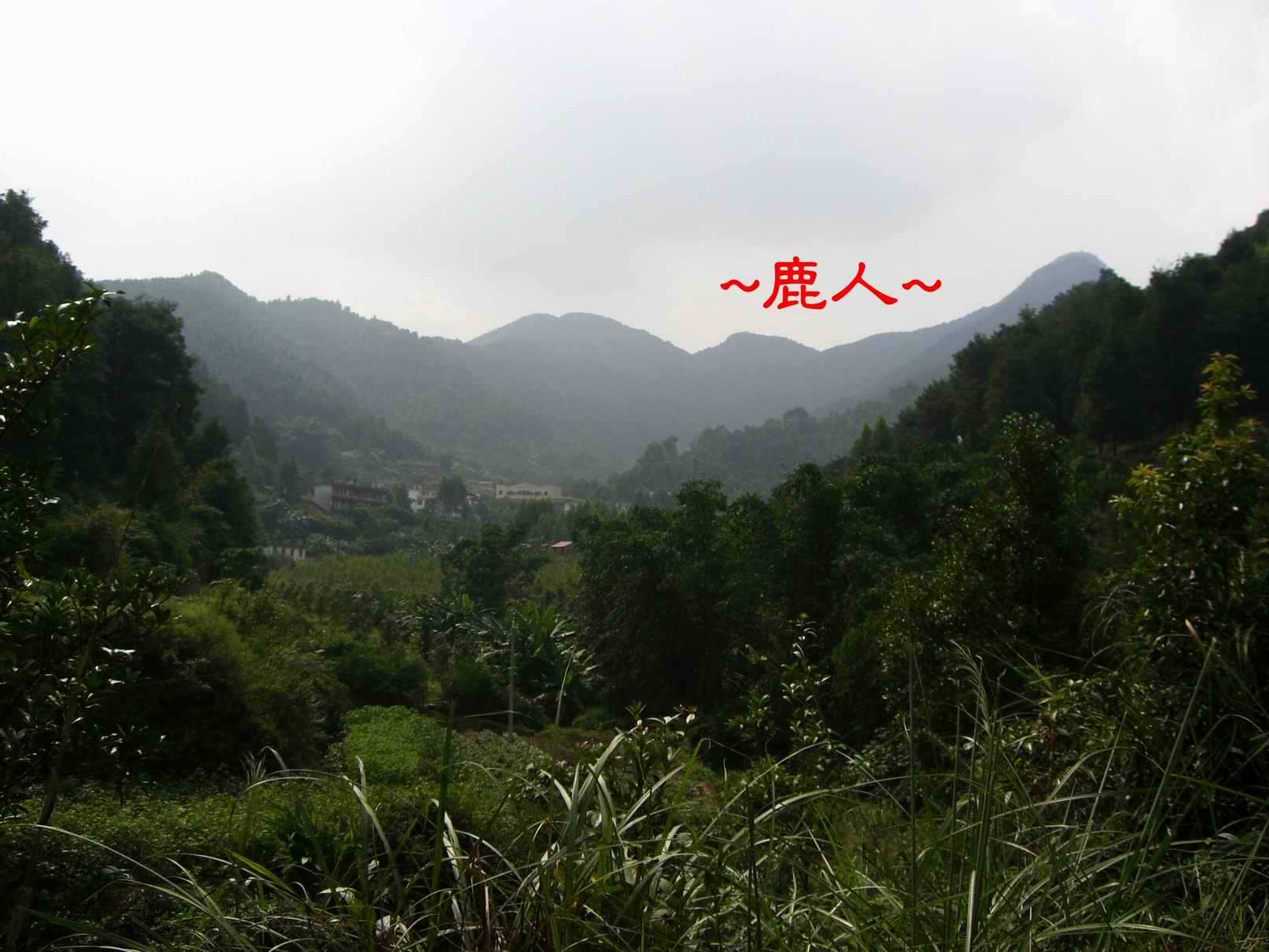 16看她  半遮半露似黃花閨女.JPG