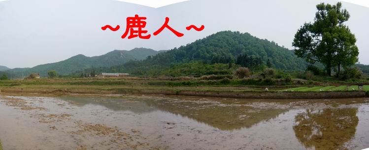 16看來龍與生氣蓬勃的兩大樹與木.JPG