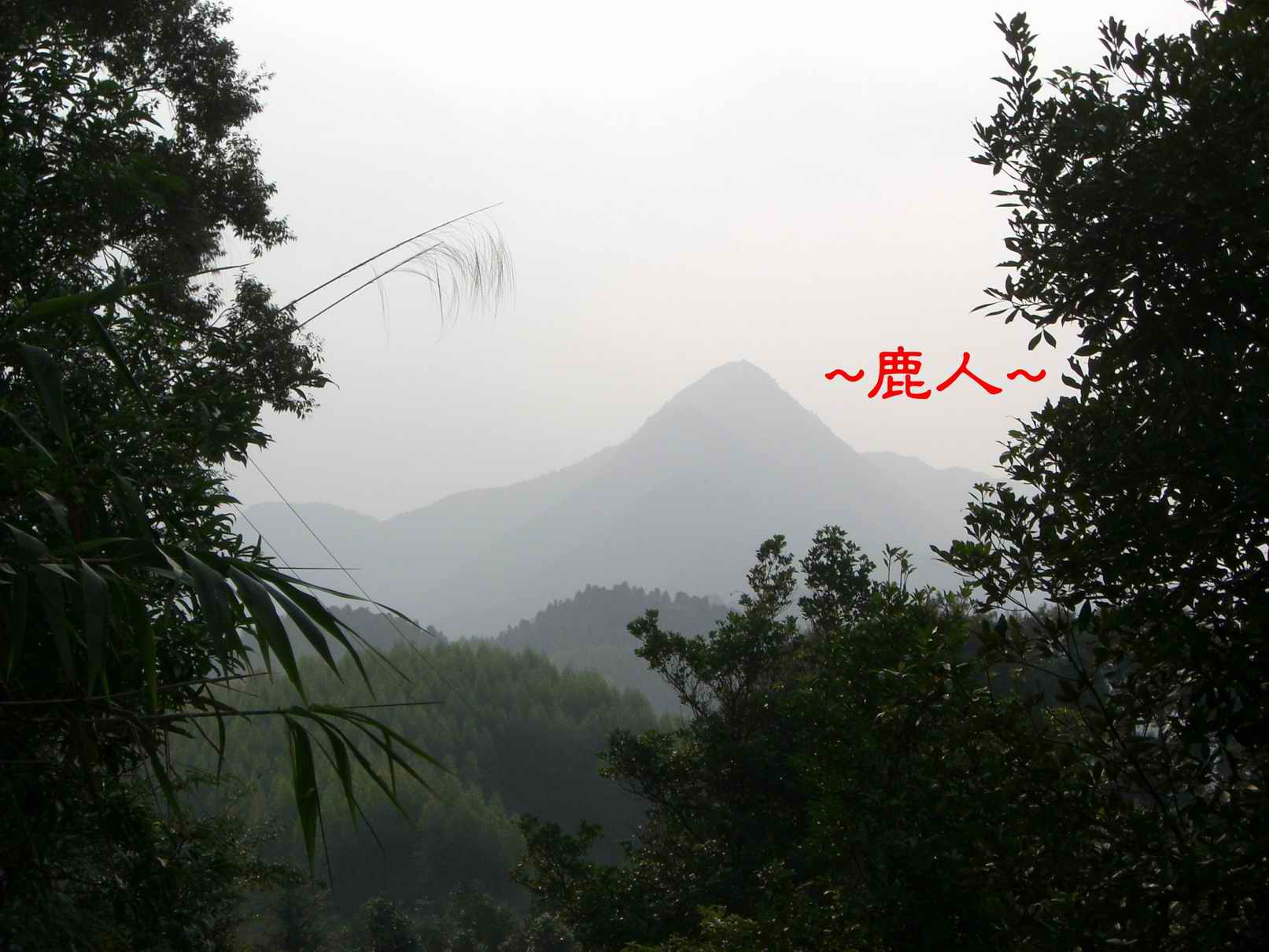 17看清楚了  果然一支獨秀.JPG