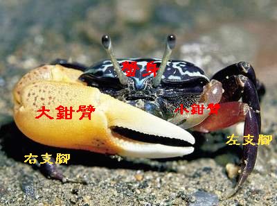 1平崗蟹_.JPG