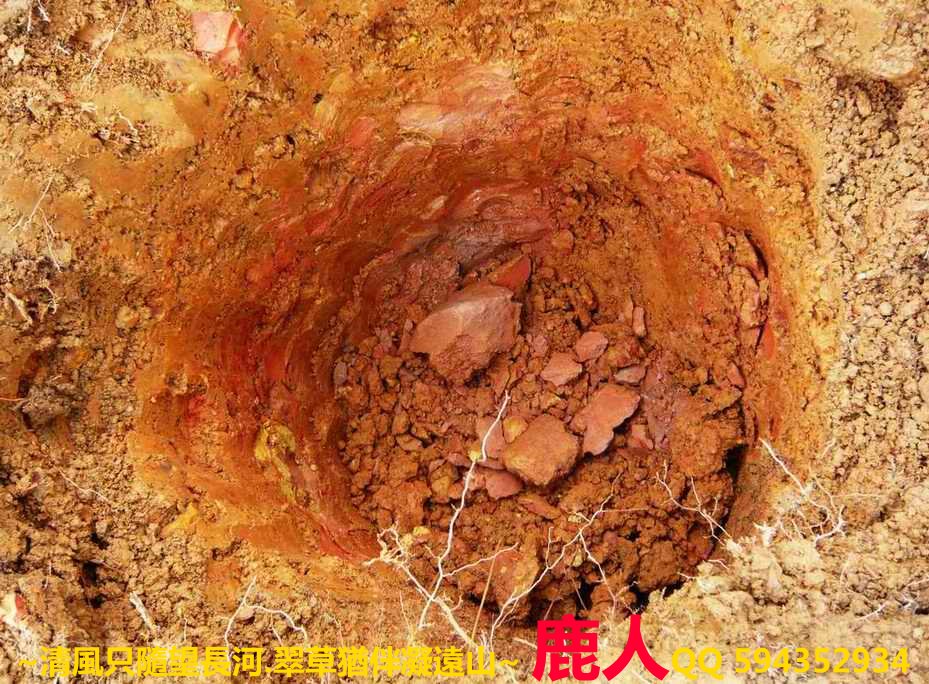 1石山叢林1_03.JPG