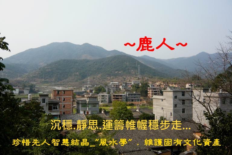 1沉穩的牛1_1.JPG