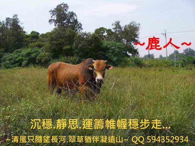 1沉穩的牛1.JPG