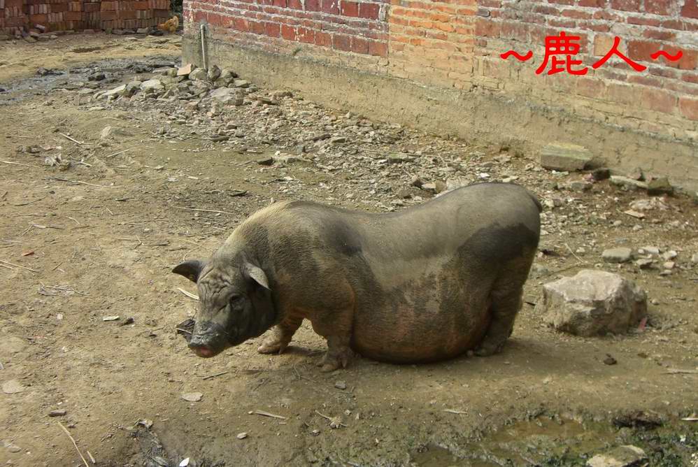 1豬CIMG6176.JPG