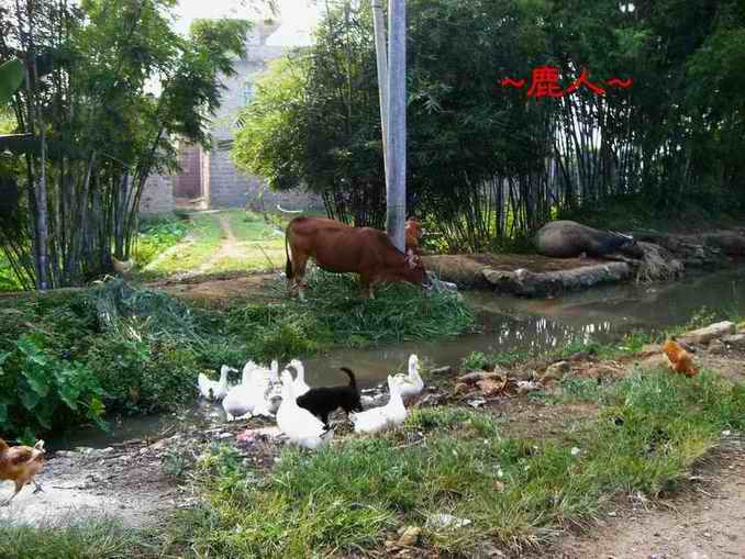 22走累啦 停一下 數一數幾種動物.JPG