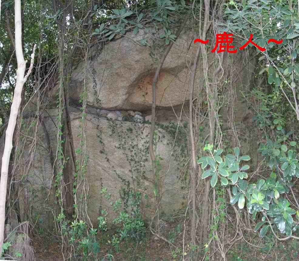 2在原始林來龍之巨石1.JPG