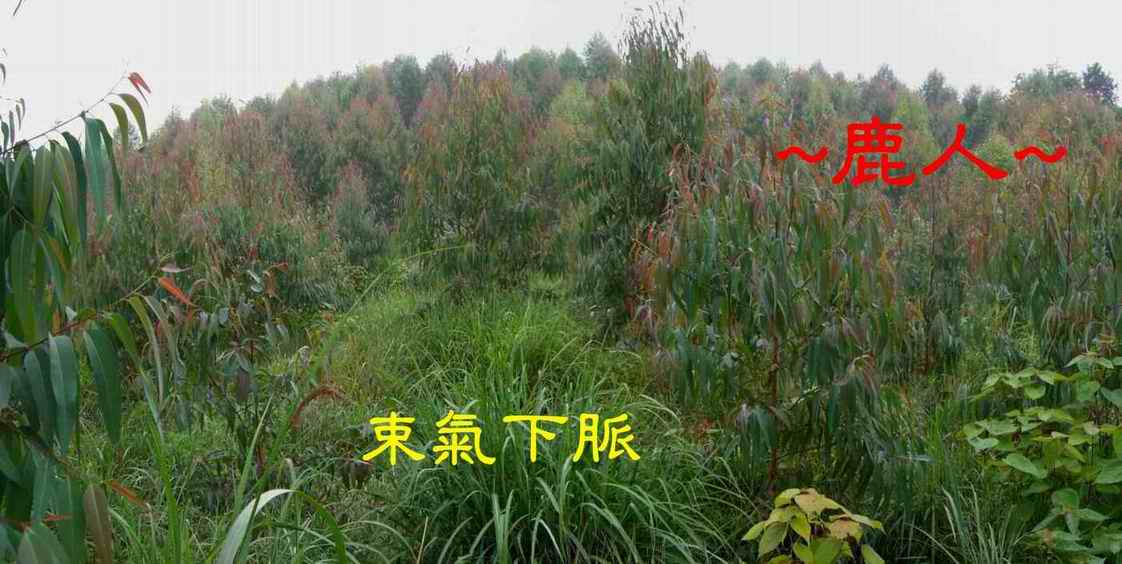 2近看中出下脈照.JPG