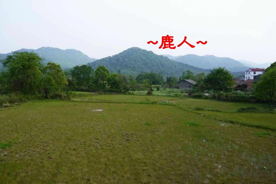 4一片青與綠_草~木~逢春.JPG