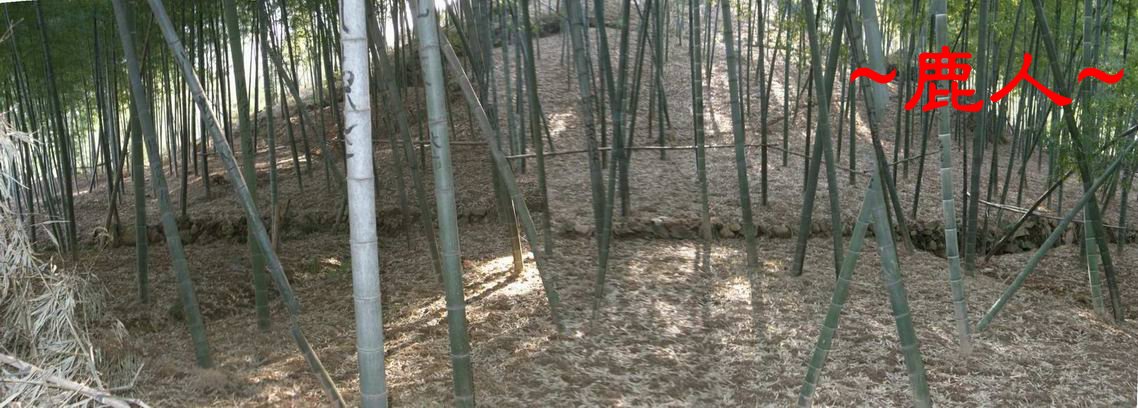 6看父母山落脈.JPG