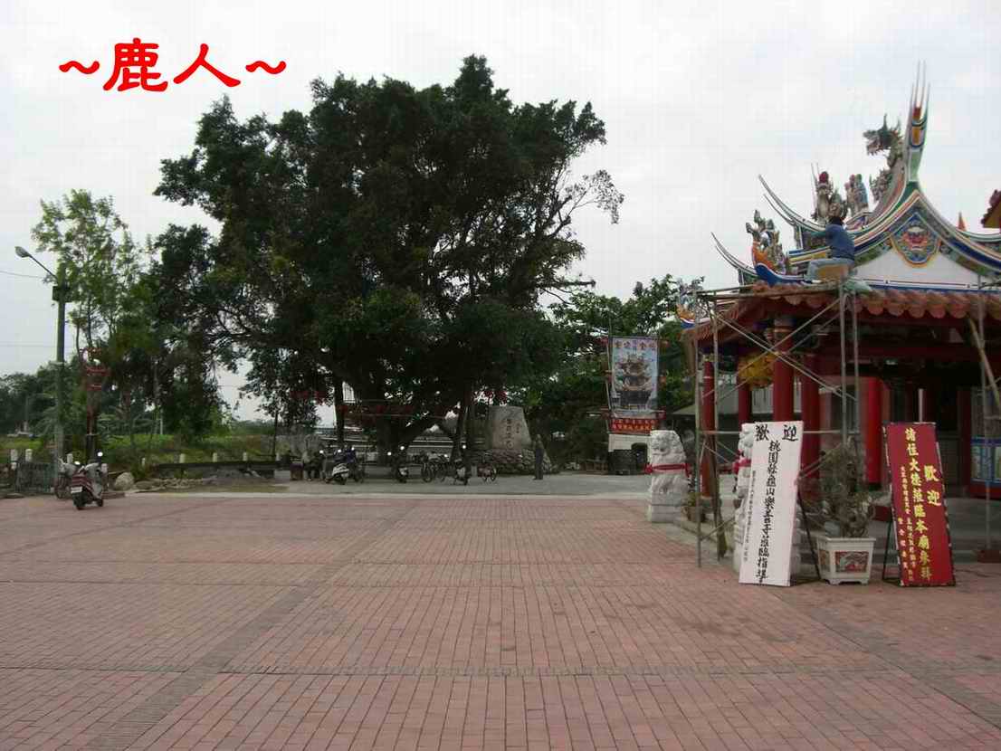8_8水口方一棵老榕樹.JPG