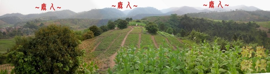 A4看開帳之字行龍一節全照.JPG