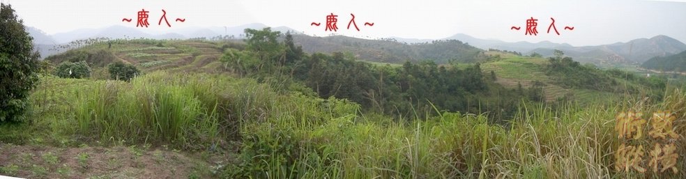 A5看之字形來龍特寫全景.JPG
