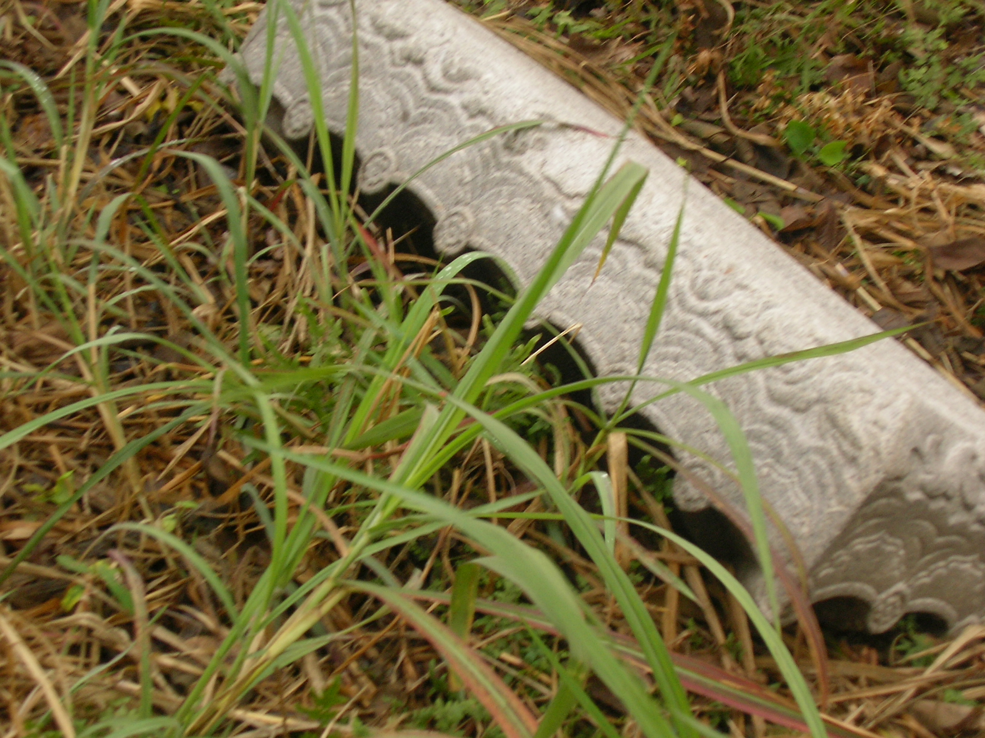 SANY0025.JPG