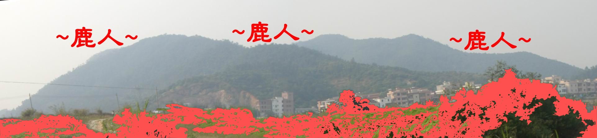 Stitched_9805可憐的飛鵝.JPG