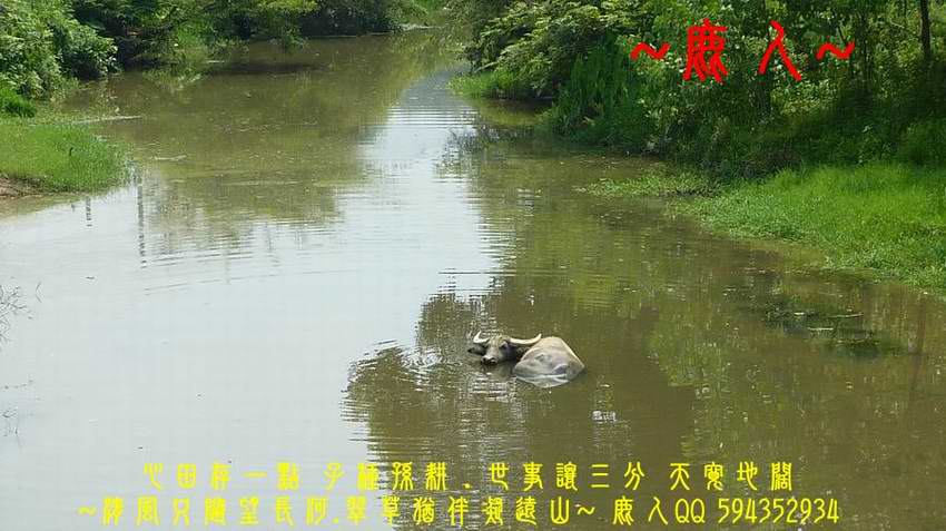水中牛.jpg