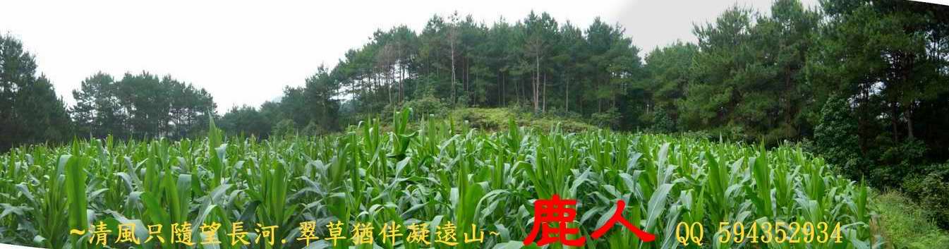 牛6.JPG