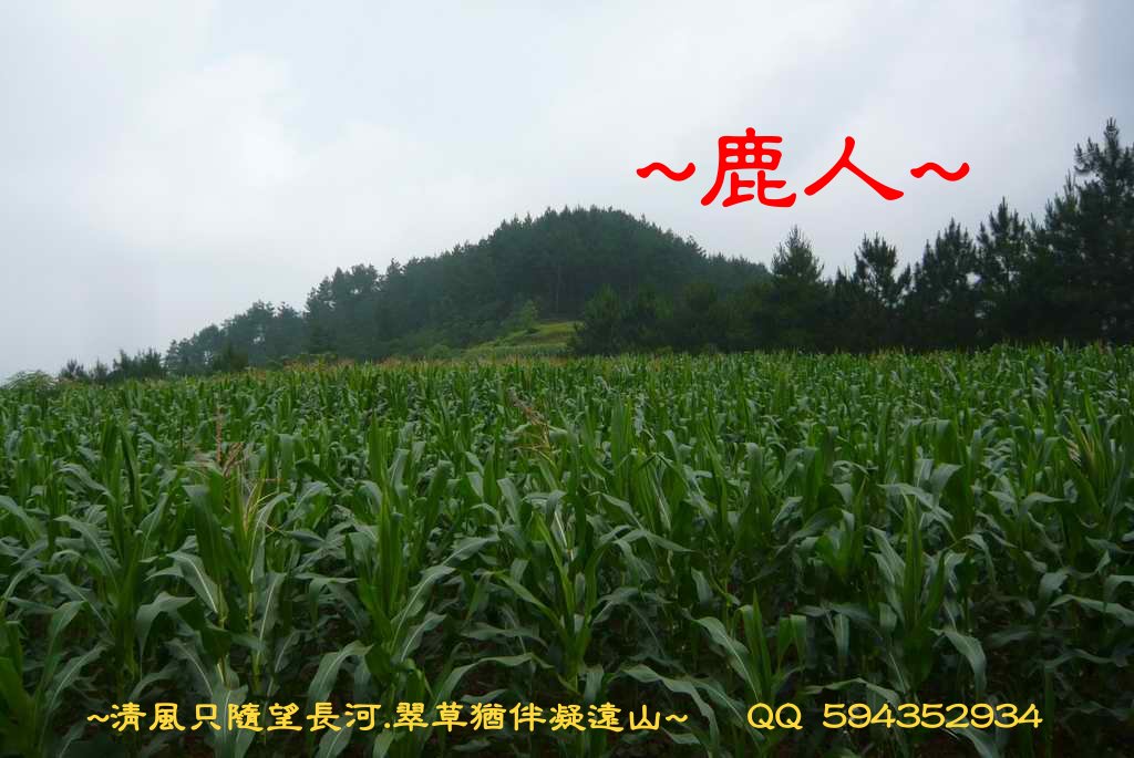 牛3_1.JPG