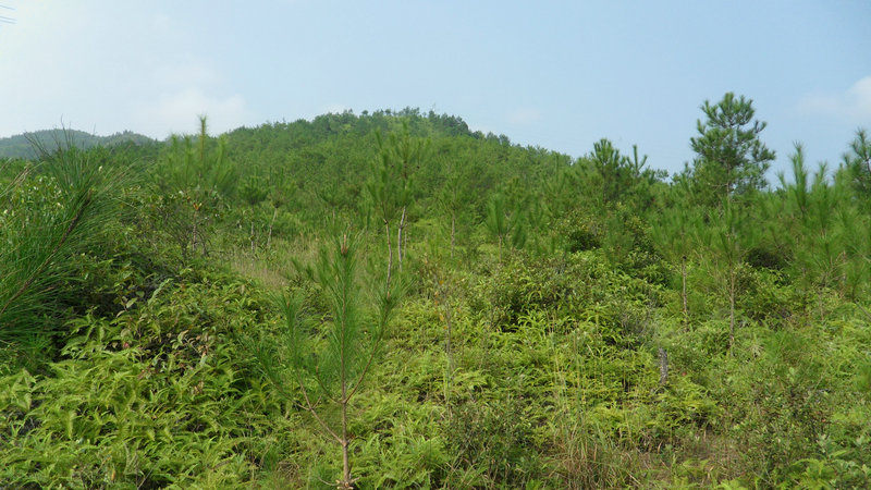 主山？   穴后面的山.JPG