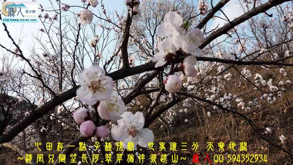 北龍_102.jpg