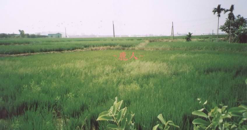 平崗穴22_13.jpg