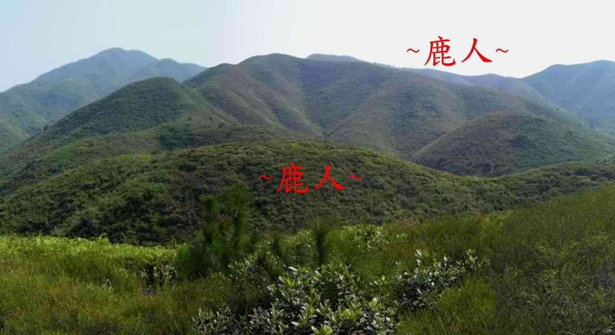 由在父母山上看來龍與祖山下脈照.JPG.jpg