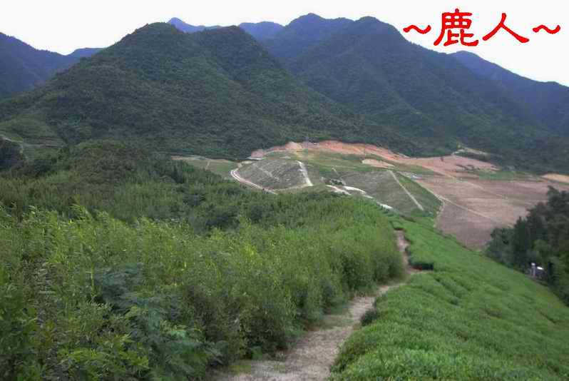 在父母山側看S形過峽來龍之一段.JPG