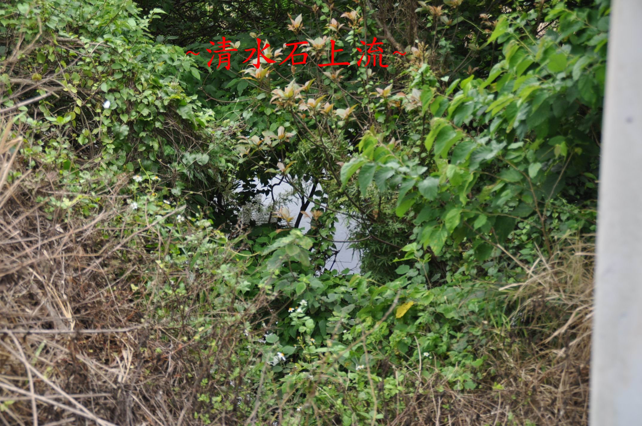 池.jpg