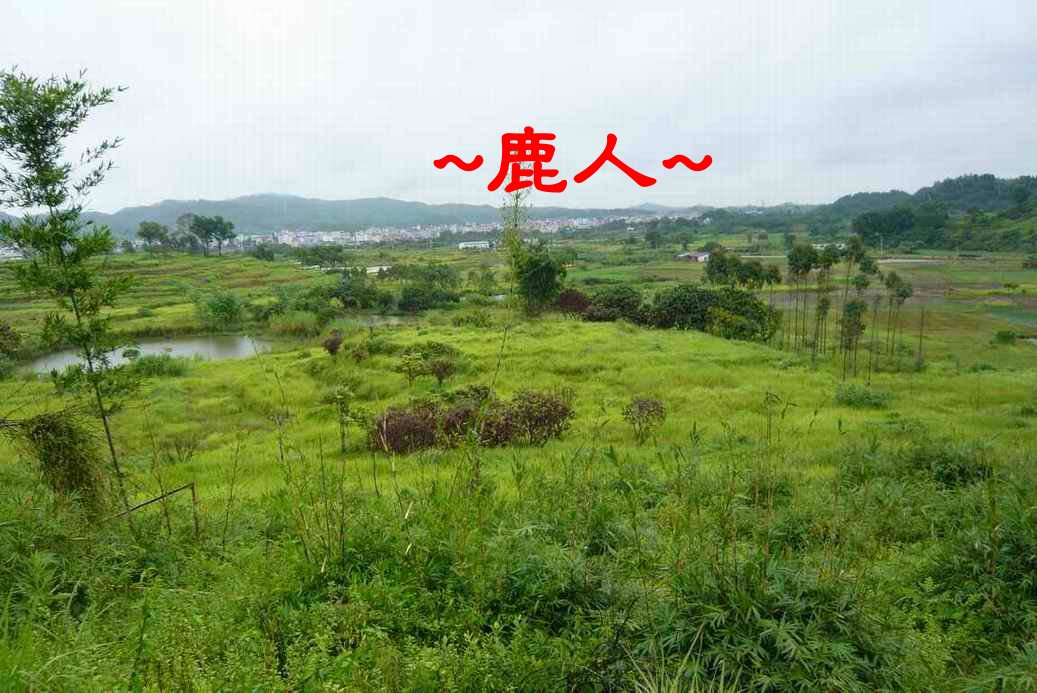 老鹿千里尋真跡(二)_5.JPG