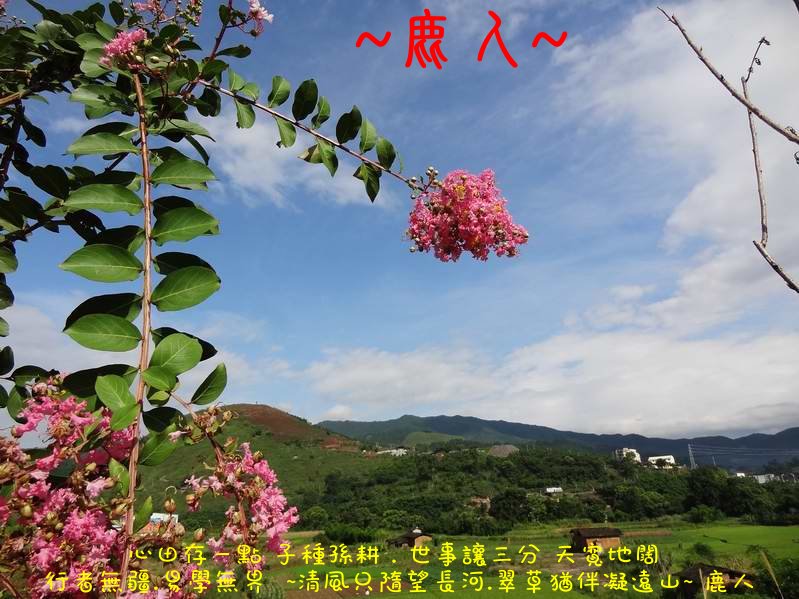 走過蓮花田_02.JPG