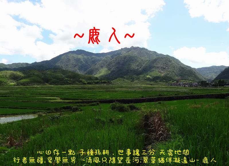 走過蓮花田_10.JPG