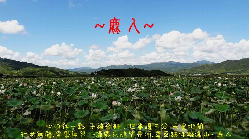 走過蓮花田_12.JPG