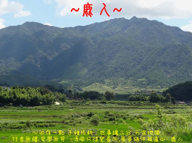 走過蓮花田_11.JPG