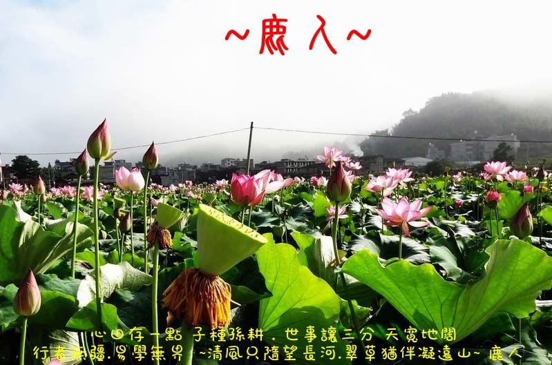 走過蓮花田_06.JPG