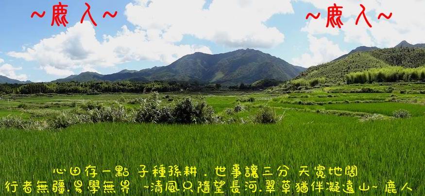 走過蓮花田_09.JPG
